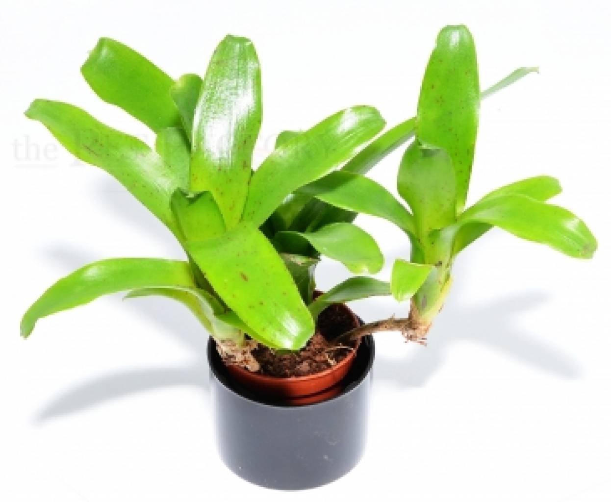 Neoregelia HYBRID FINE SPO